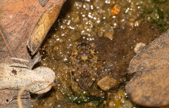 Ochterus