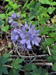Hydrophyllum occidentale