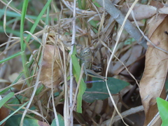 Eyprepocnemis plorans