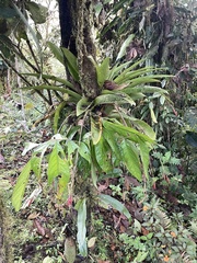 Tillandsia complanata