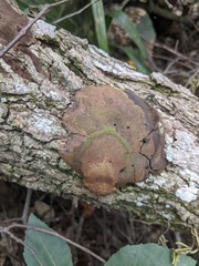 Fomitiporia punctata