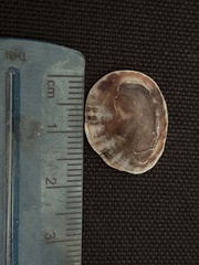 Patellogastropoda