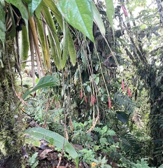 Tillandsia complanata