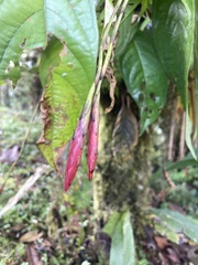 Tillandsia complanata