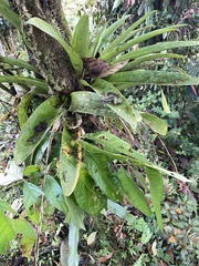 Tillandsia complanata