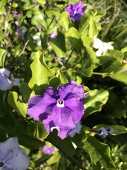 Brunfelsia