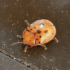 Chelymorpha phytophagica