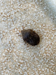 Pachycorinae