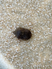 Pachycorinae