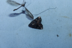 Homophoberia apicosa