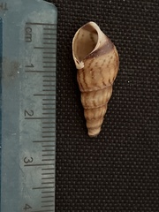 Melanoides tuberculata
