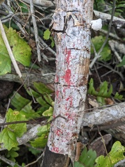 Herpothallon rubrocinctum