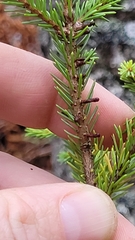 Arceuthobium pusillum