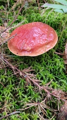 Suillus clintonianus