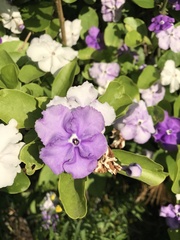 Brunfelsia