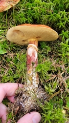 Suillus clintonianus