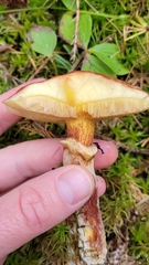 Suillus clintonianus
