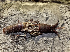 Panulirus interruptus