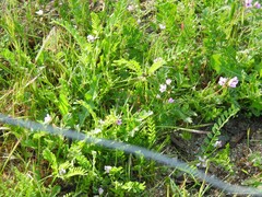 Biserrula pelecinus