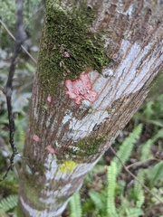 Herpothallon rubrocinctum