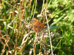 Melitaea phoebe