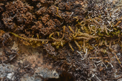 Claopodium bolanderi