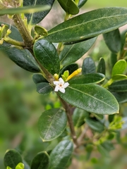 Alyxia buxifolia