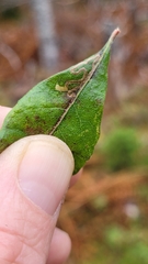 Stigmella betulicola