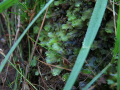 Pellia neesiana