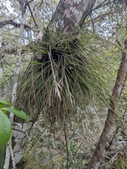 Tillandsia setacea