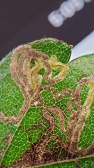Stigmella betulicola