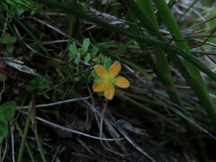Hypericum anagalloides
