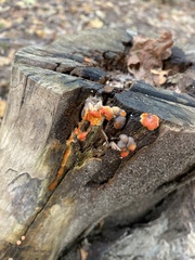 Tulasnella aurantiaca