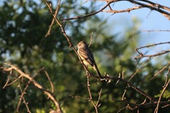 Myiarchus