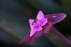 Platycheirus trichopus