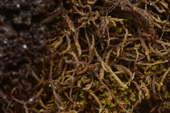 Claopodium bolanderi