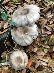 Agaricus hondensis