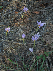 Colchicum autumnale