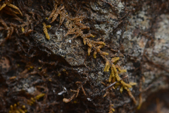 Claopodium bolanderi