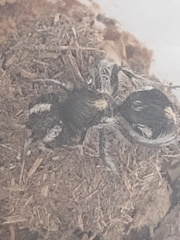 Atillum bucephalum