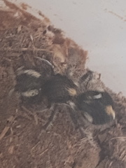 Atillum bucephalum