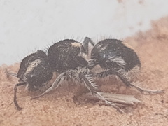 Atillum bucephalum