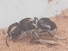 Atillum bucephalum