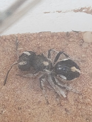 Atillum bucephalum