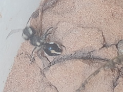 Atillum bucephalum