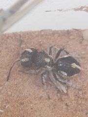 Atillum bucephalum
