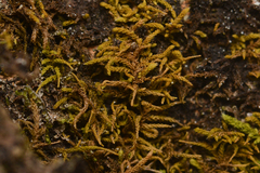 Claopodium bolanderi