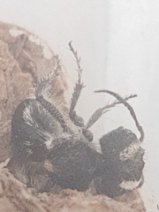 Atillum bucephalum
