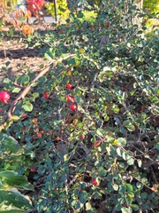 Cotoneaster divaricatus