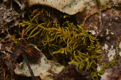 Claopodium bolanderi